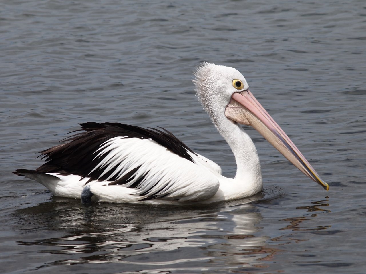 sea-birds-on-the-tweed-river-nthn-nsw-birds-in-backyards